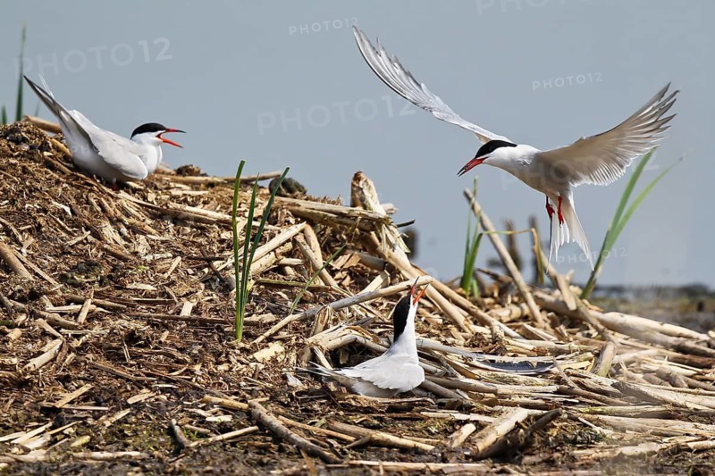 Common Tern (Sterna hirundo) pair displaying, Mecklenburg-Western Pomerania, Germany