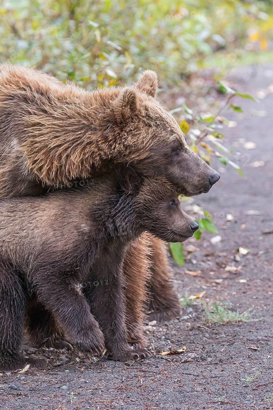 Grizzly Bear (Ursus arctos horribilis) cub nestles against mother, British Columbia, Canada