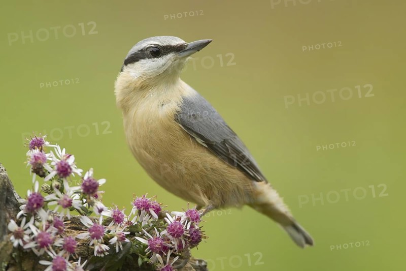 Eurasian Nuthatch (Sitta europaea), Rhineland-Palatinate, Germany
