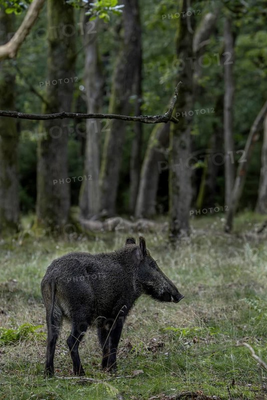 A second wild boar searches for acorns in the oak forest, the wild boar (Sus scrofa) reacts immediately, Indian summer, fattening year, acorn fattening, defensive, August, Denmark