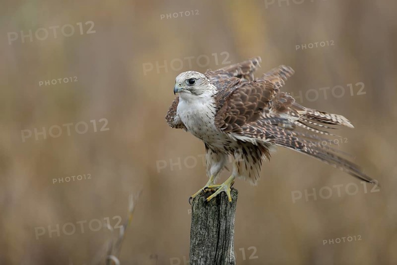 Sakerfalke, Wuergfalke, lat. Falco cherrug, auf Weidepfahl sein Gefieder ausschüttelnd