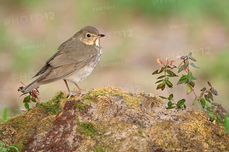 Swainson's Thrush (Catharus ustulatus) perched on ground, Texas, USA