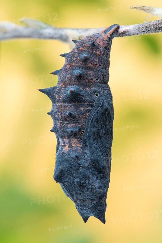 Die Puppe des Trauermantel (Nymphalis antiopa)