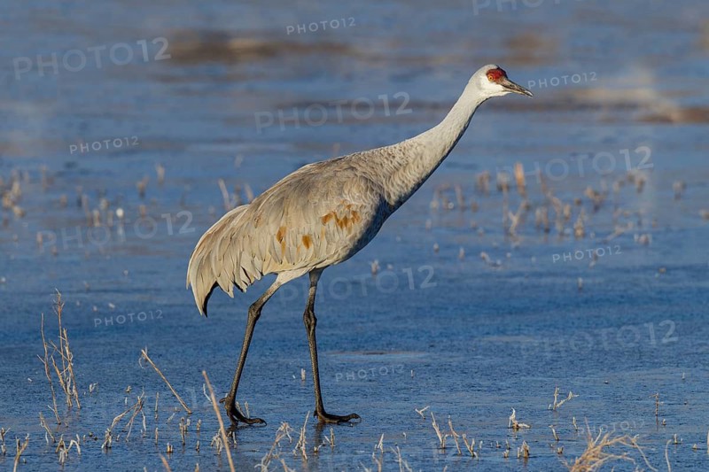 Sandhill Crane Grus canadensis Bosque del Apache National Wildlife Refuge, New Mexico, United States 16 December Adult walking on iced over pond. Gruidae