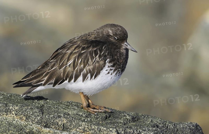 Black Turnstone (Arenaria melanocephala), British Columbia, Canada