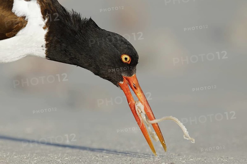 American Oystercatcher (Haematopus palliatus), Florida, USA