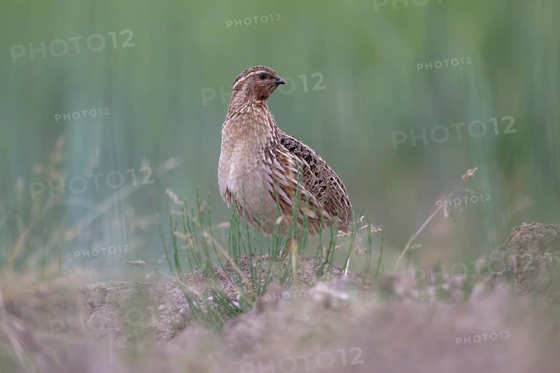 Common Quail (Coturnix coturnix), Saxony, Germany