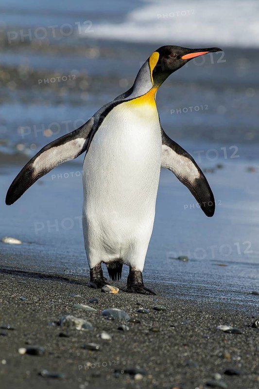 King Penguin (Aptenodytes patagonicus) perched on a rocky beach on South Georgia Island