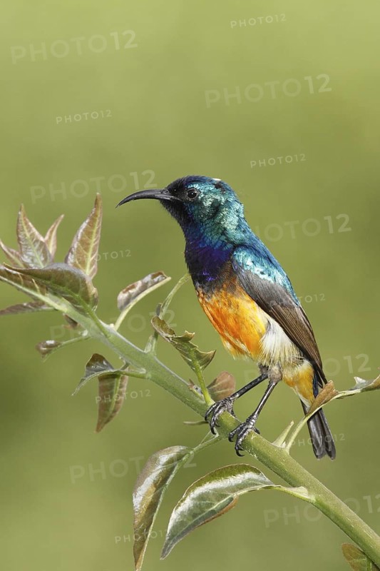 Variable Sunbird, Cinnyris venustus