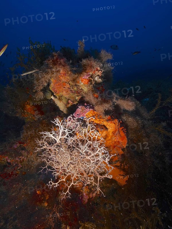 Mediterranean Gorgon's Head (Astrospartus mediterraneus)