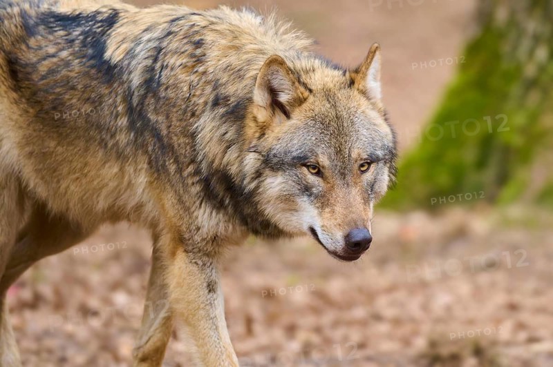 A single wolf moves in the forest, its fur is characterised by earthy brown tones, Wolf (Canis Lupus), Germany