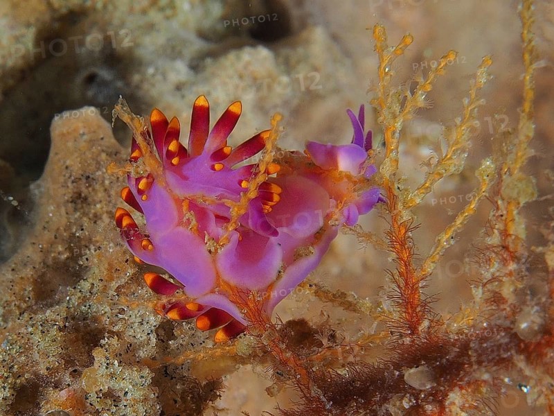 Trinchesia sibogae (Cuthona sibogae Trinchesia sibogae)