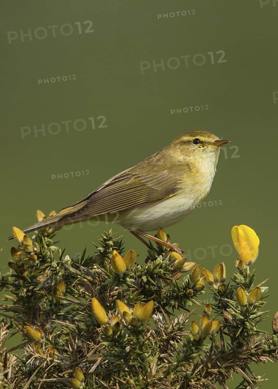 Willow Warbler (Phylloscopus trochilus) male, Wales, United Kingdom