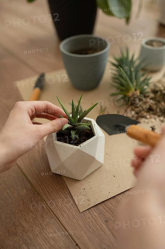A person tending to a haworthia in a geometric planter, surrounded by gardening tools on a wooden table. Perfect for home decor or plant care themes
