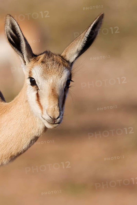 Springbok (Antidorcas marsupialis), young animal, looking at camera, animal portrait, head close-up, golden morning light, Kgalagadi Transfrontier Park, Northern Cape, South Africa