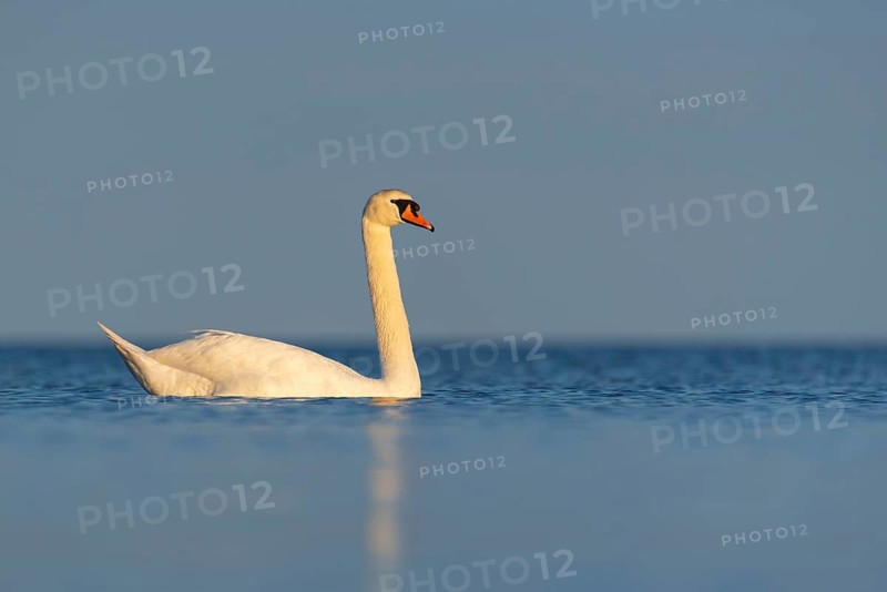 Mute swan (Cygnus olor), Rügen, Glowitz, Mecklenburg-Western Pomerania, Germany