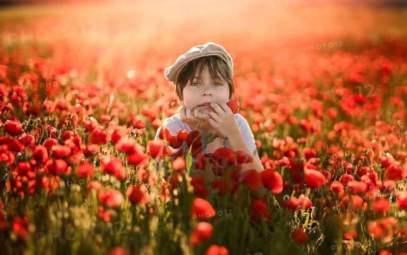 A young boy in a field of Papaver rhoeas, commonly known as common poppy or red poppy. He is holding a poppy close to his face, surrounded by a sea of red flowers, illuminated by warm sunlight
