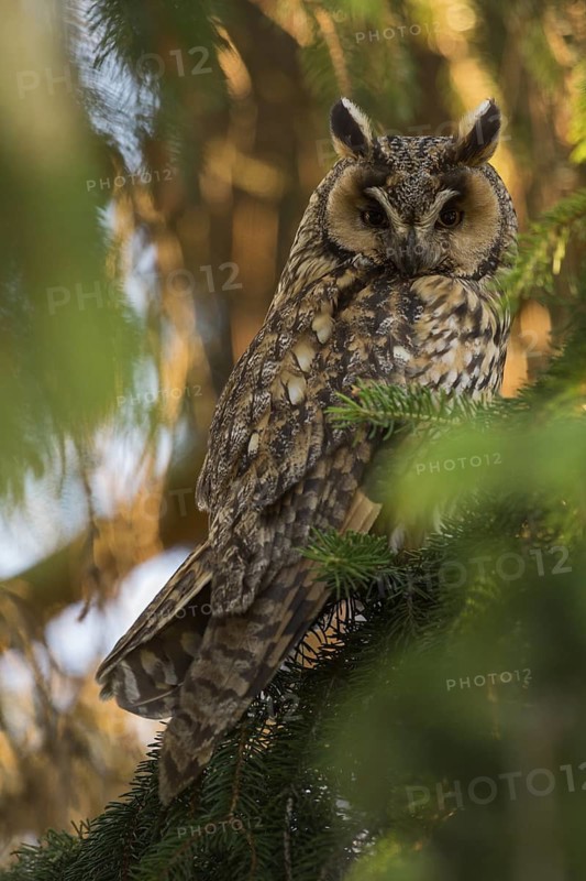 Long-eared Owl (Asio otus) perched in tree, North Rhine-Westphalia, Germany