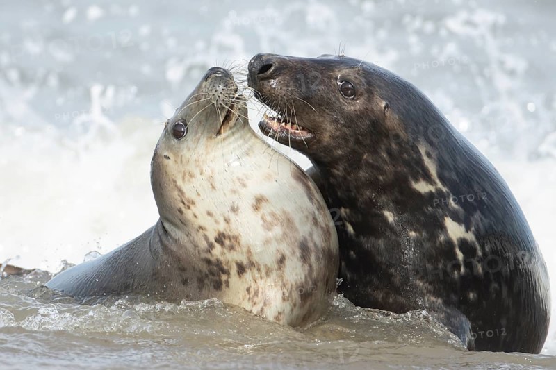Atlantic grey seal (Halichoerus grypus) two adult seals animals in love courting in the waves of the sea, England, United Kingdom