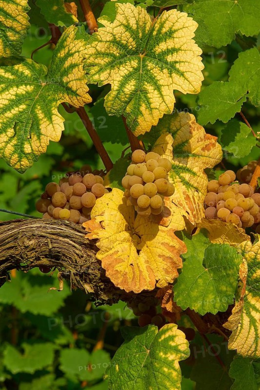 Ripe Gewürztraminer grapes hanging on vines, surrounded by green-yellow leaves, Miltenberg district, Untermain, Bavaria, Germany
