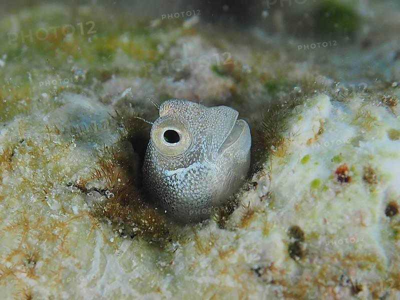 Blue-bellied crested tusk (Alloblennius pictus)
