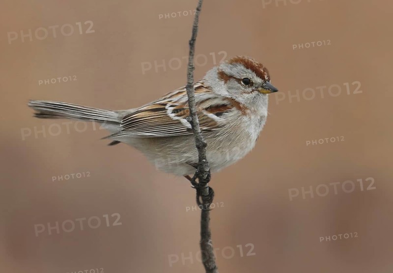 American Tree Sparrow (Spizelloides arborea), Saskatchewan, Canada