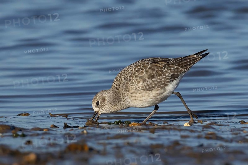 Grey plover (Pluvialis squatarola) adult wading bird in winter plumage feeding on a mudflat on a shoreline, Norfolk, England, United Kingdom