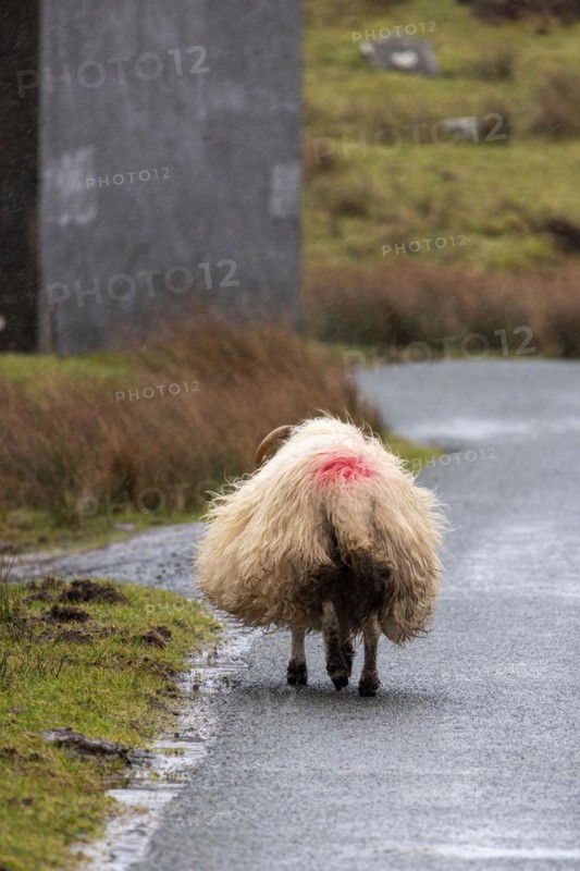Sheep, Road, Isle of Skye, Scotland, United Kingdom