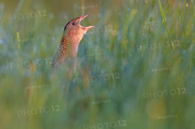 Corn Crake (Crex crex) calling, Saxony-Anhalt, Germany