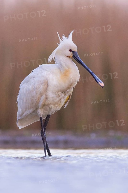 Eurasian Spoonbill (Platalea leucorodia) foraging, Pusztaszer, Hungary