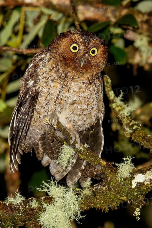 Bare-shanked Screech-Owl (Otus clarkii) perched on a branch in Costa Rica