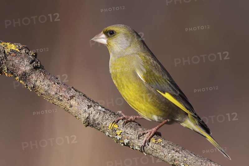 European Greenfinch (Chloris chloris), Lower Saxony, Germany