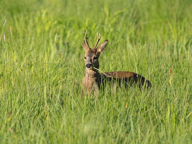 Roe deer (Capreolus capreolus), roebuck stands in a wet meadow, in a wetland biotope and eats, grazes grass, wildlife, Lower Saxony, Germany