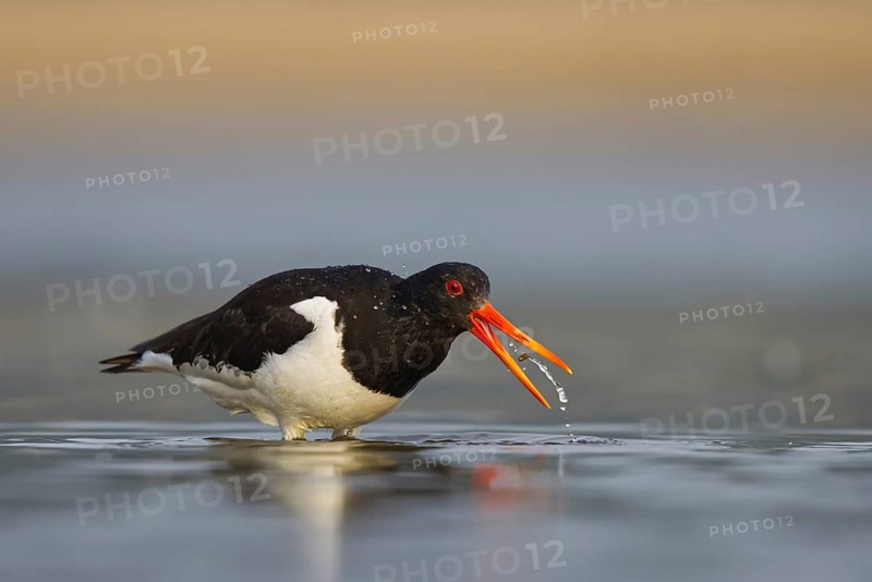 Eurasian Oystercatcher (Haematopus ostralegus) female drinking, North Rhine-Westphalia, Germany