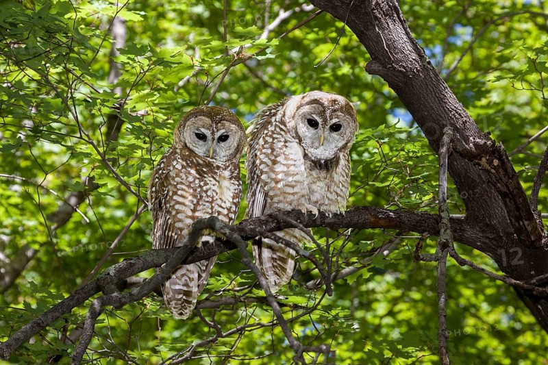 Spotted Owl Strix occidentalis Huachuca Mountains, Cochise County, Arizona, United States 17 May Adult Male (left) and Female (right). Strigidae