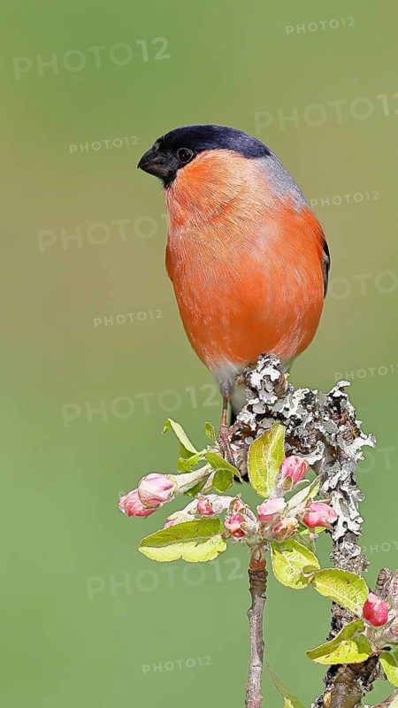Bullfinch (Pyrrhula pyrrhula) male sitting on a branch with apple blossoms (Malus domestica), Wilnsdorf, North Rhine-Westphalia, Germany