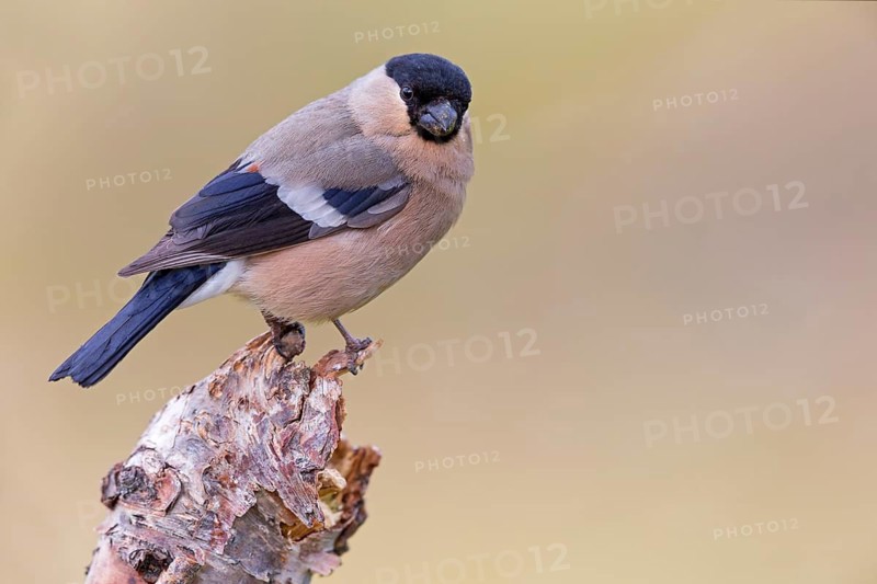 Gimpel, Dompfaff, Northern Bullfinch, Bullfinch, Eurasian Bullfinch, Common Bullfinch, Pyrrhula pyrrhula, Bouvreuil pivoine, Camachuelo Común