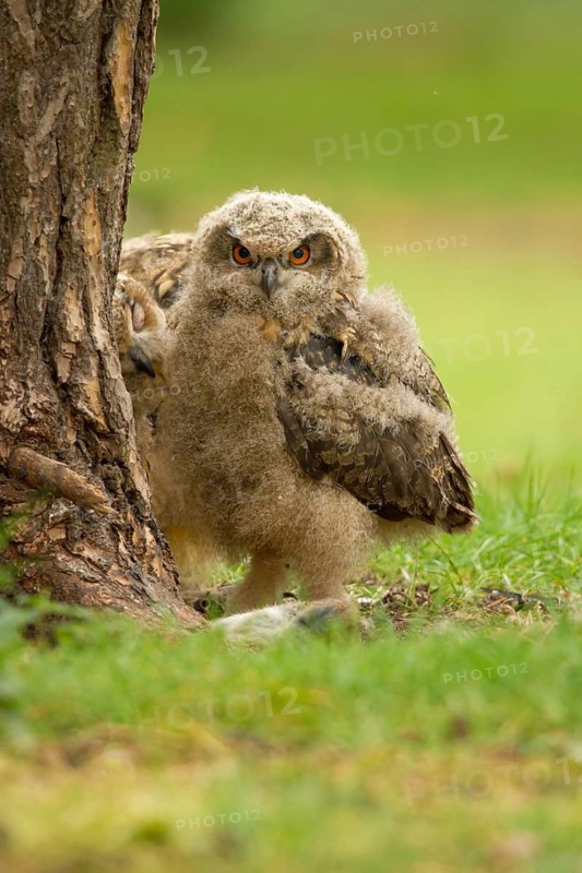 Eurasian Eagle-Owl (Bubo bubo) juvenile, Utrecht, Netherlands