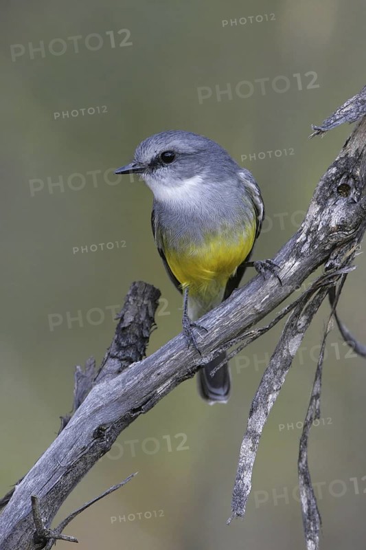 Western Yellow Robin (Eopsaltria griseogularis), South Australia, Australia