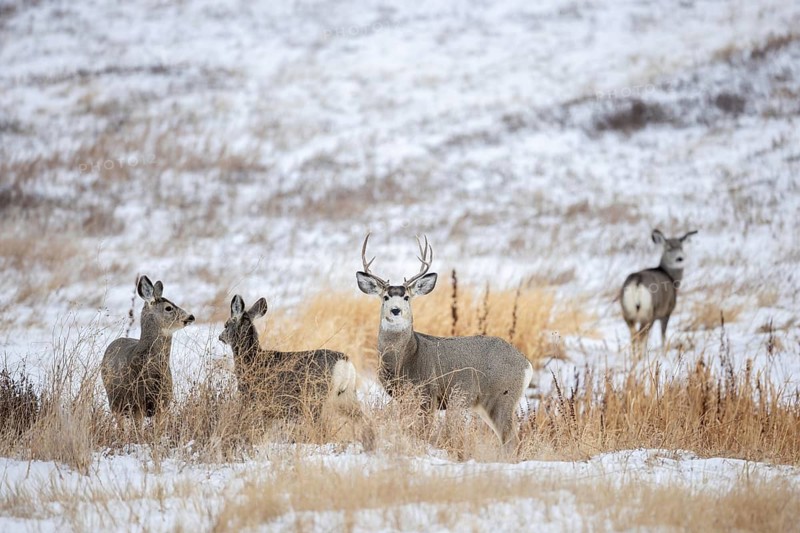 Rocky Mountain mule deer (Odocoileus hemionus) buck with does foraging on snow covered prairie in winter, Saskatchewan in Western Canada