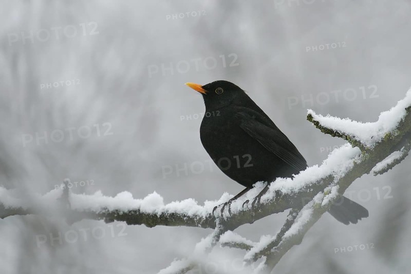 Common Blackbird (Turdus merula) male perched on a snowy branch, Brandenburg, Germany