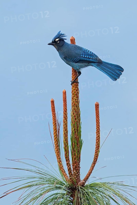 Steller's Jay (Cyanocitta stelleri) perched on a branch in Guatemala in Central America