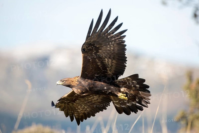 Golden Eagle (Aquila chrysaetos) flying, Madrid, Spain