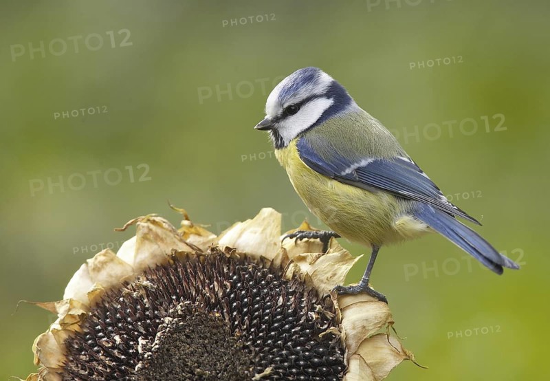 Eurasian Blue Tit (Cyanistes caeruleus), Mecklenburg-Western Pomerania, Germany