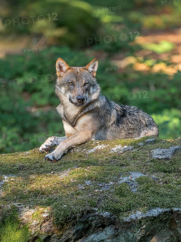Wolf (Canis lupus) lying on a moss-covered rock and looking attentively, captive, Bavarian Forest National Park, Bavaria, Germany