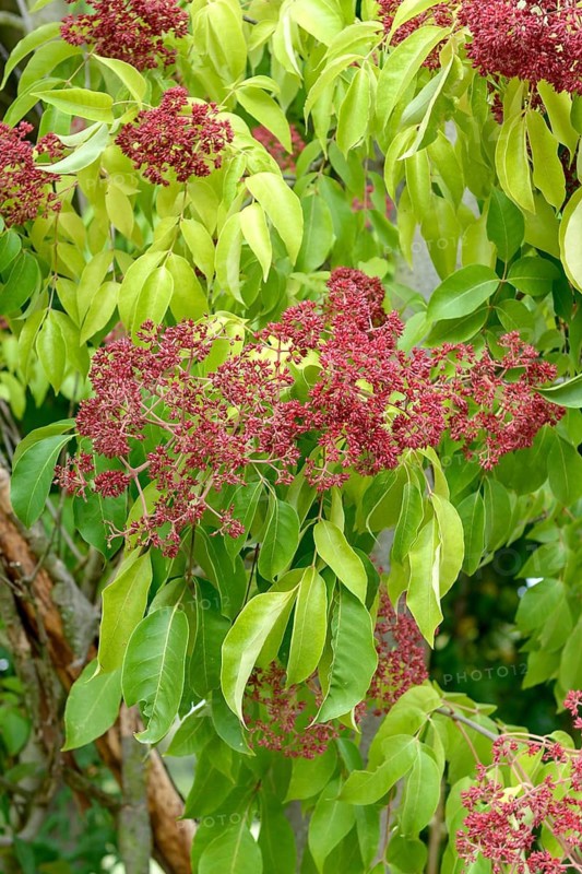 Tetradium daniellii var. hupehensis (Tetradium daniellii var. hupehensis), Bundessortenamt Prüfstelle Wurz, Germany