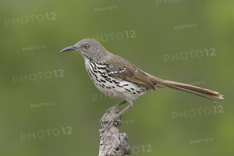 Long-billed Thrasher (Toxostoma longirostre), Texas, USA