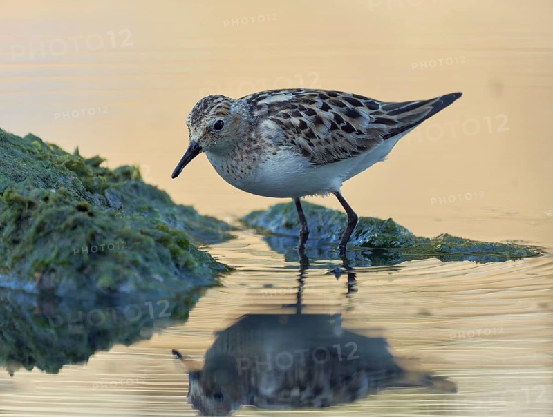Little Stint (Calidris minuta) foraging, Asturias, Spain