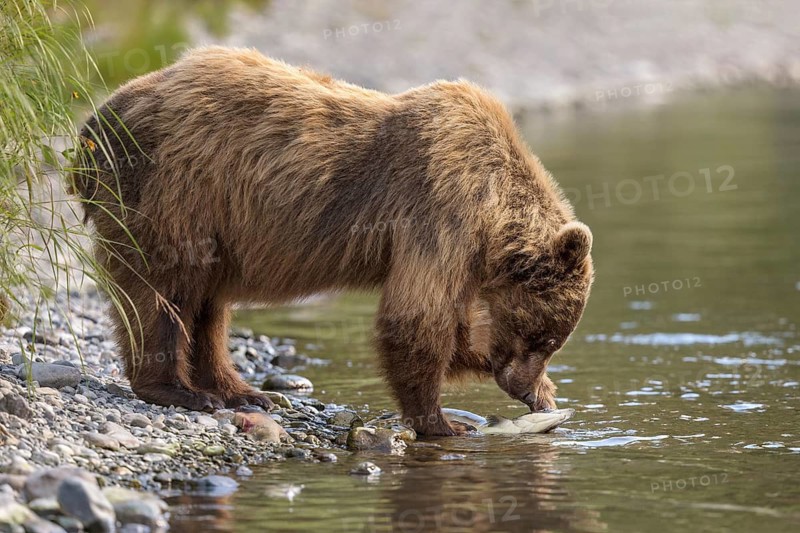 Grizzly Bear (Ursus arctos horribilis) hunting Pacific Salmon, British Columbia, Canada