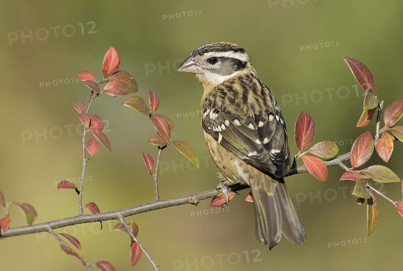 Black-headed Grosbeak (Pheucticus melanocephalus) female, British Columbia, Canada